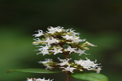 Ichnocarpus frutescens